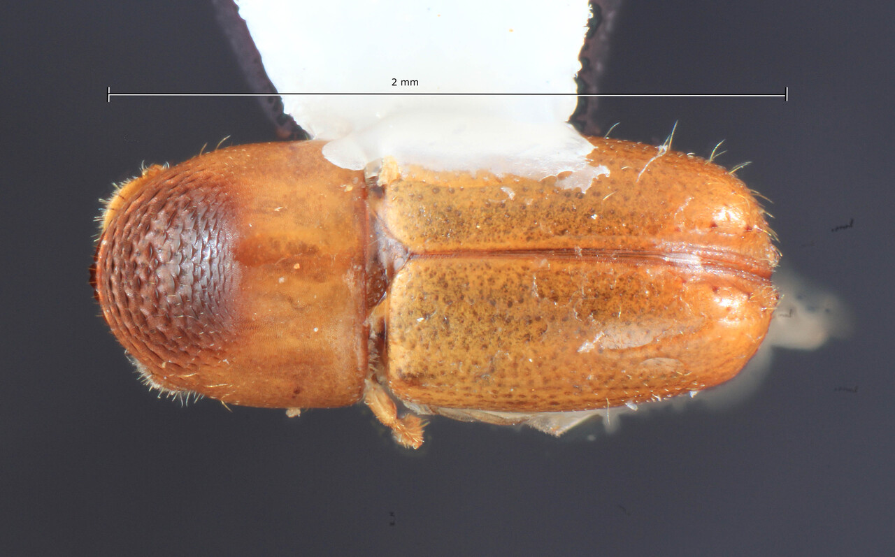 Genus / Species: Microcorthylus quadridens | Image Author: TH Atkinson | Location: Brazil, Paraná, Telêmaco Borba | Image Type: paratype | Collection: Entomology