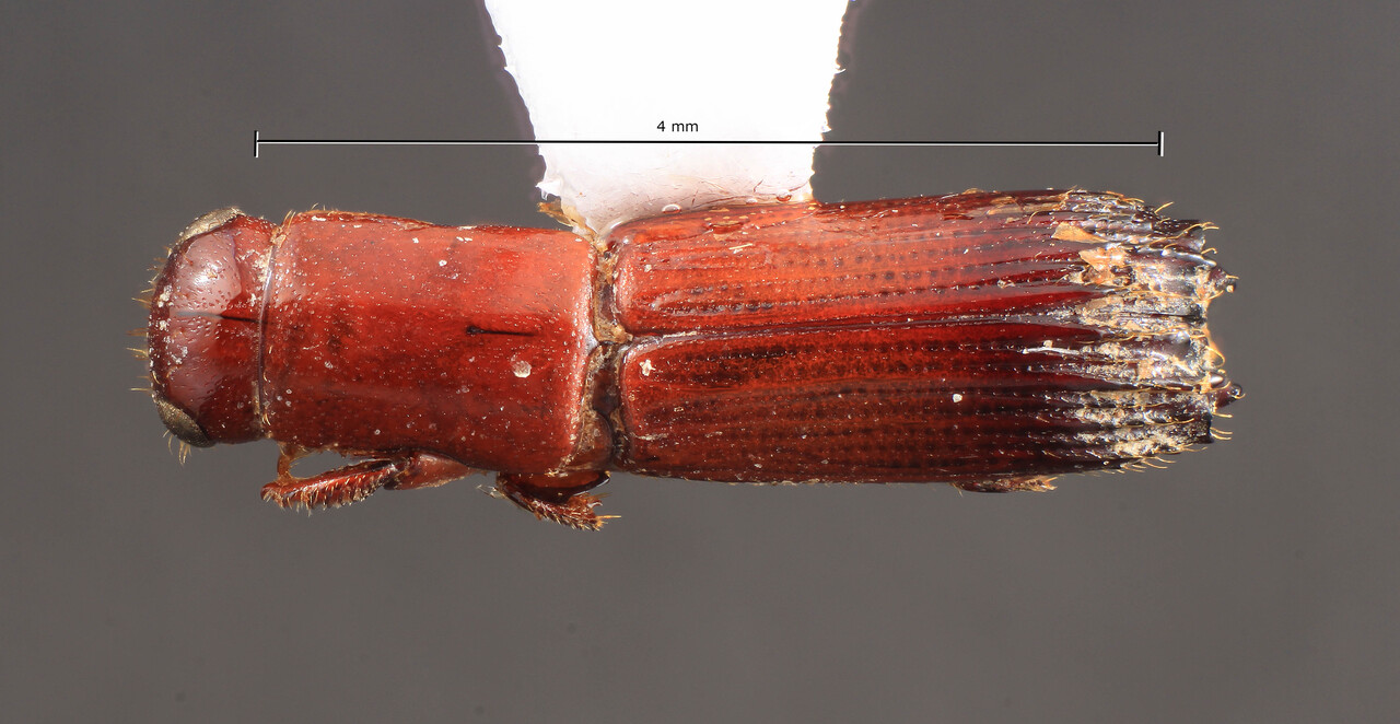 Genus / Species: Platypus rufescens | Image Author: TH Atkinson | Location: Cameroon, Cameroon (country / region) | Image Type: syntype | Collection: Entomology