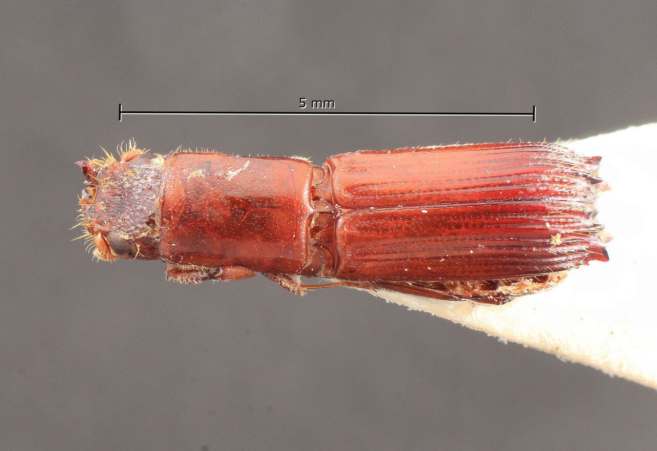 Genus / Species: Platypus schenklingi | Image Author: TH Atkinson | Location: Cameroon, Cameroon (country / region) | Image Type: syntype | Collection: Entomology