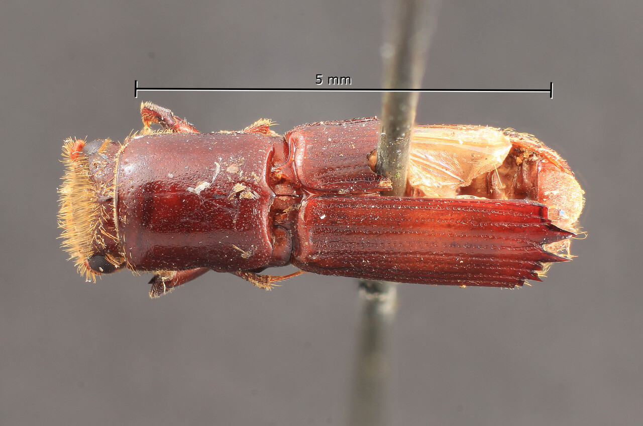 Genus / Species: Doliopygus spinidens | Image Author: TH Atkinson | Location: Congo, Sankuru, Benda-Bendi | Image Type: syntype | Collection: Entomology