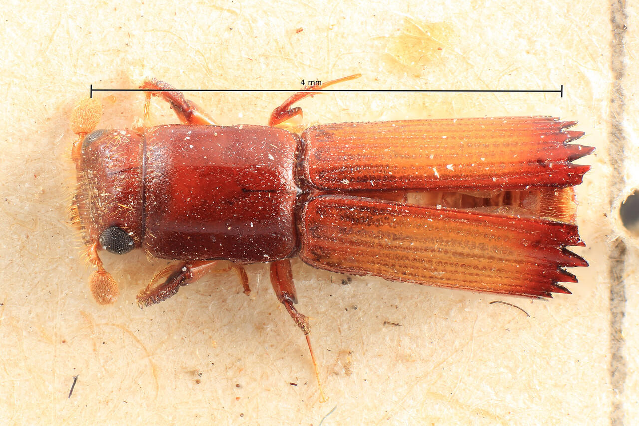 Genus / Species: Doliopygus serratus | Image Author: TH Atkinson | Location: Cameroon, Cameroon (country / region) | Image Type: syntype | Collection: Entomology