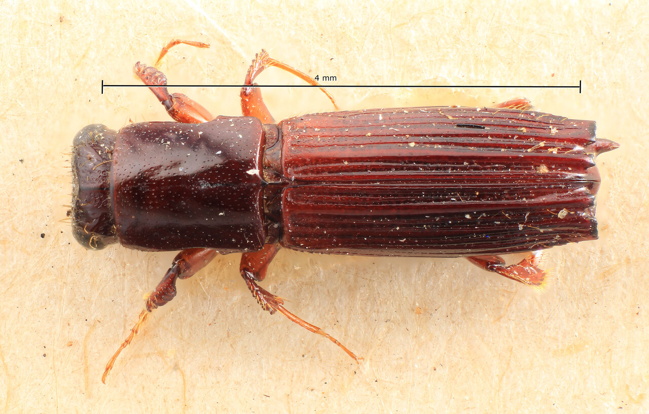 Genus / Species: Platypus spinulosus | Image Author: TH Atkinson | Location: Cameroon, Cameroon (country / region) | Image Type: syntype | Collection: Entomology