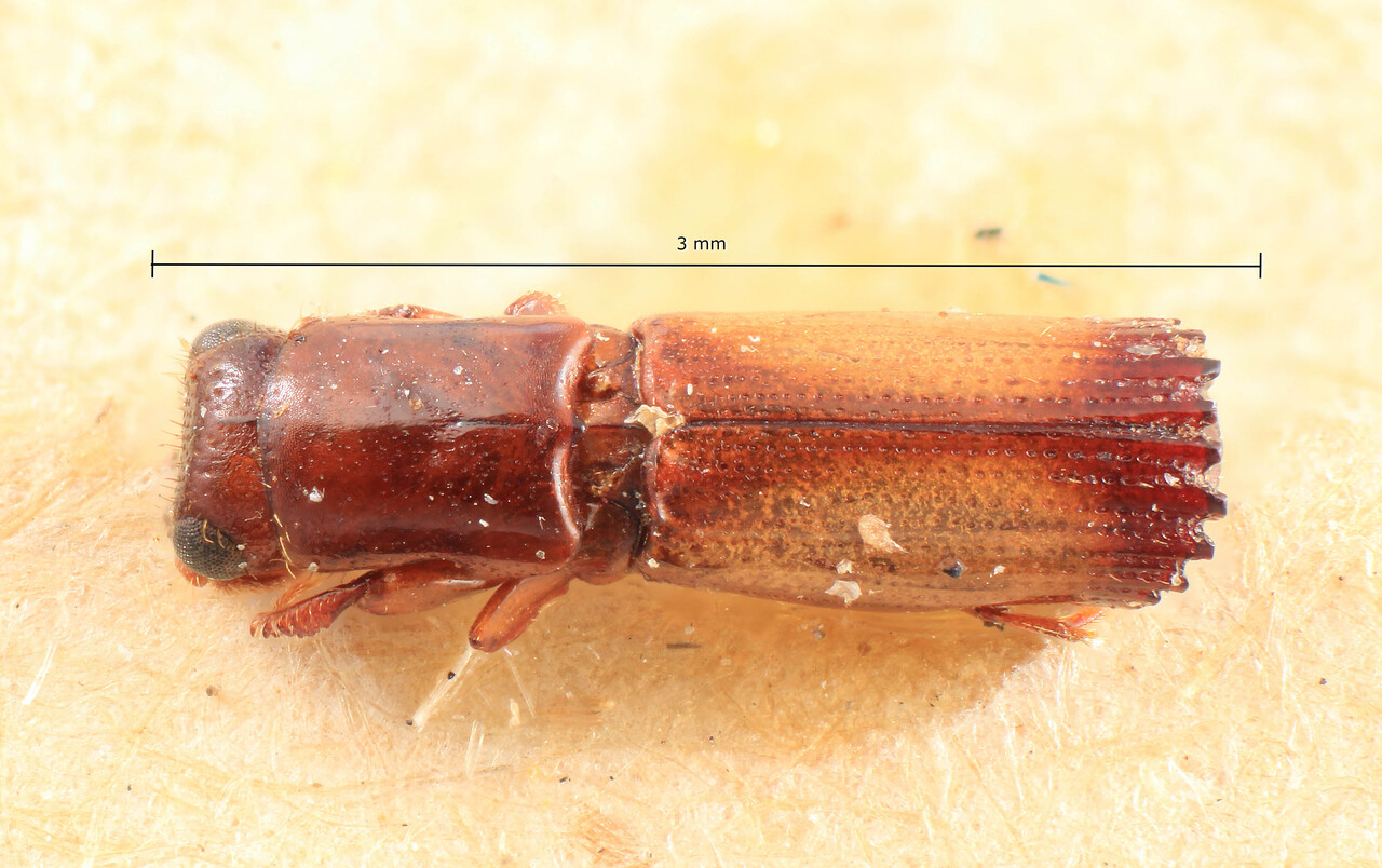 Genus / Species: Doliopygus tenuis | Image Author: TH Atkinson | Location: Tanzania, Ostafrika, Mkulusumi-Berg | Image Type: syntype | Collection: Entomology