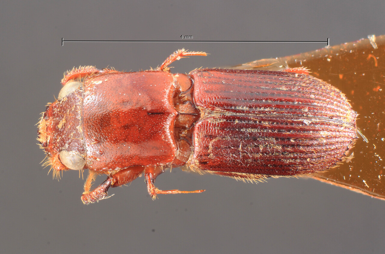 Genus / Species: Cylindropalpus auricomans | Image Author: TH Atkinson | Location: Cameroon, Cameroon (country / region) | Image Type: syntype | Collection: Entomology