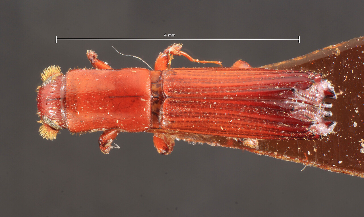 Genus / Species: Periommatus bispinus | Image Author: TH Atkinson | Location: Cameroon, Cameroon (country / region) | Image Type: syntype | Collection: Entomology