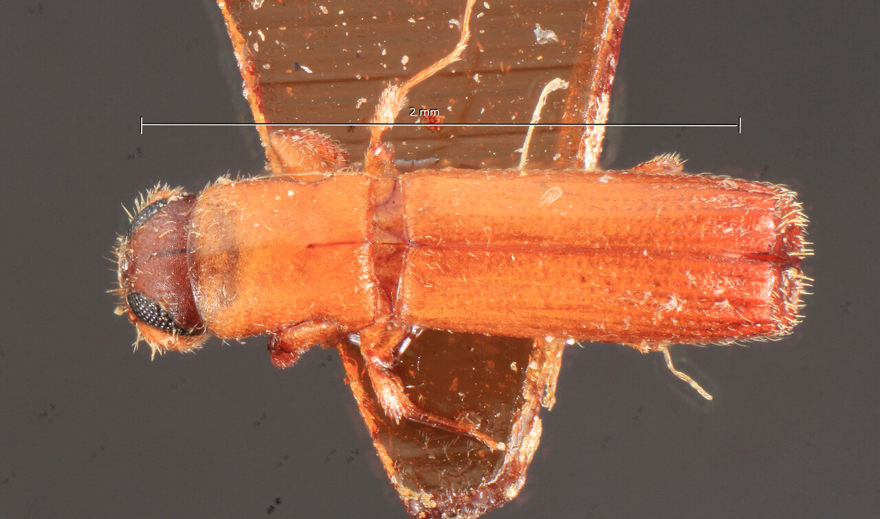 Genus / Species: Periommatus inermis | Image Author: TH Atkinson | Location: Zaire, Kinshasa | Image Type: syntype | Collection: Entomology