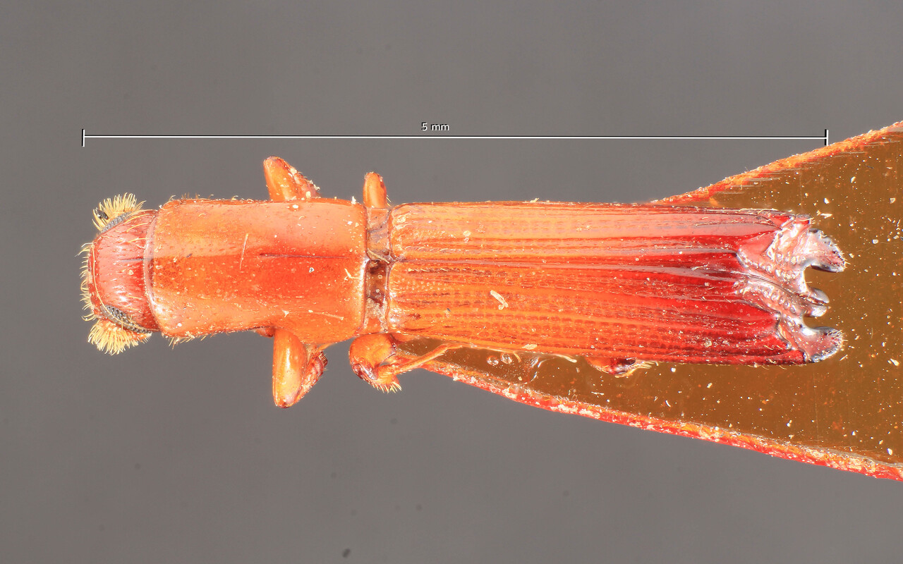 Genus / Species: Periommatus major | Image Author: TH Atkinson | Location: Cameroon, Cameroon (country / region) | Image Type: syntype | Collection: Entomology