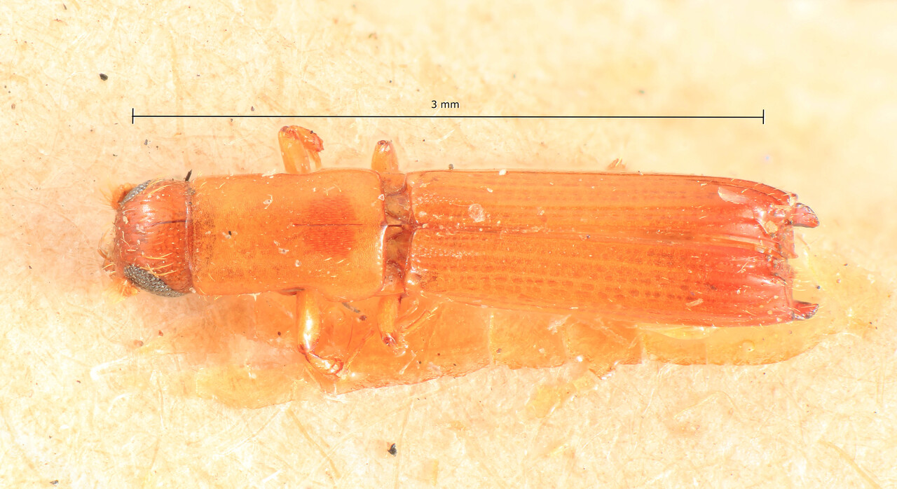 Genus / Species: Periommatus nitidicollis | Image Author: TH Atkinson | Location: Cameroon, Cameroon (country / region) | Image Type: syntype | Collection: Entomology