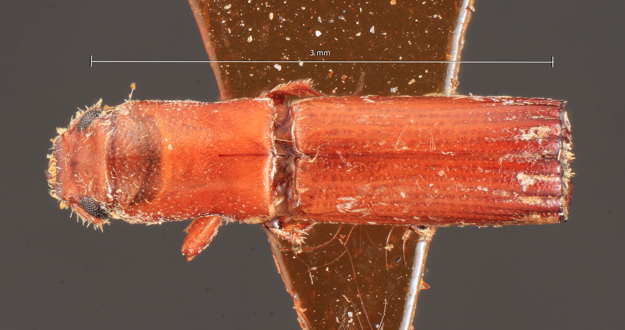 Genus / Species: Periommatus severini | Image Author: TH Atkinson | Location: Zaire, Kinshasa | Image Type: syntype | Collection: Entomology