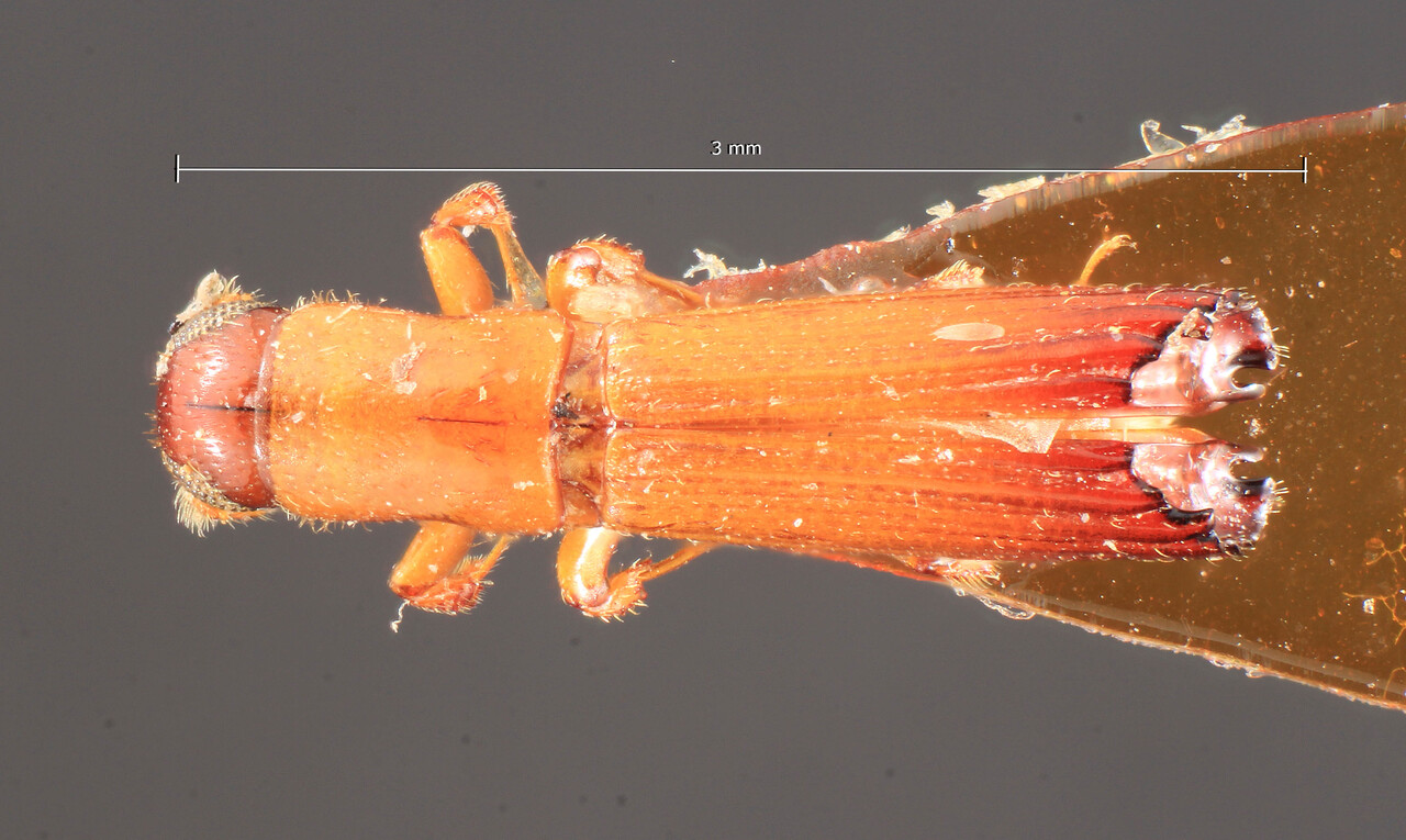 Genus / Species: Periommatus signatus | Image Author: TH Atkinson | Location: Cameroon, Cameroon (country / region) | Image Type: syntype | Collection: Entomology