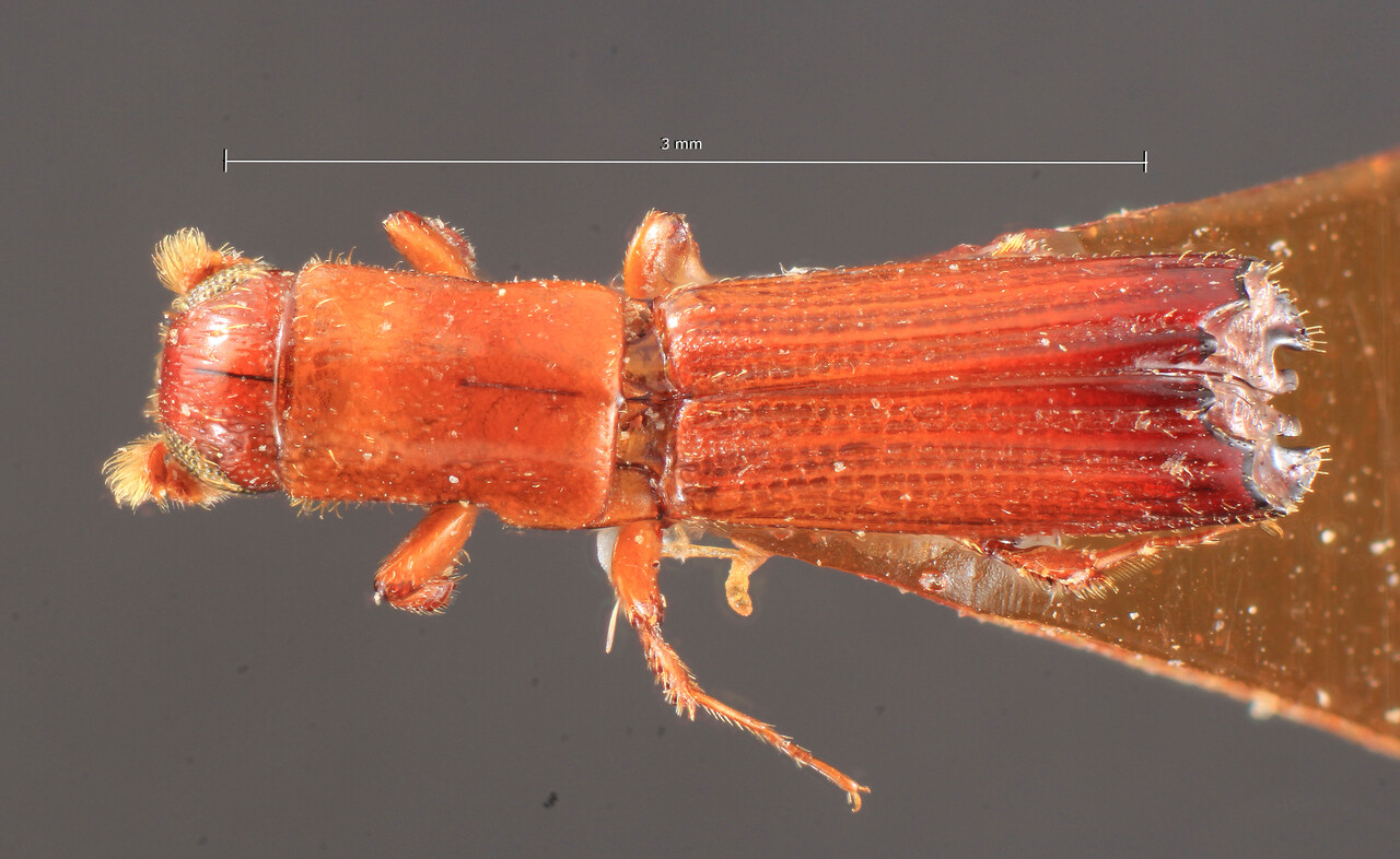 Genus / Species: Periommatus similis | Image Author: TH Atkinson | Location: Cameroon, Cameroon (country / region) | Image Type: holotype | Collection: Entomology
