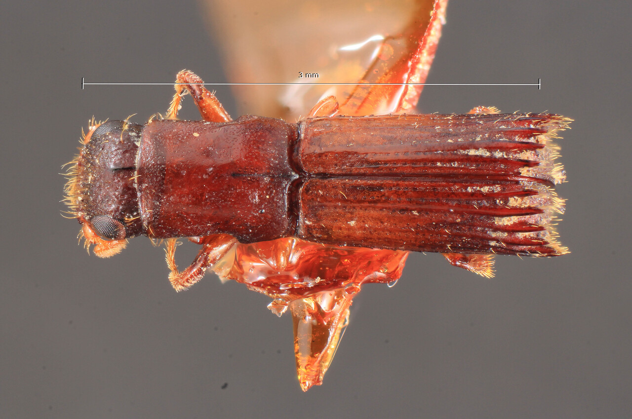 Genus / Species: Platypus circumdentatus | Image Author: TH Atkinson | Location: India, Tamil Nadu, Nilgiri Hills | Image Type: holotype | Collection: Entomology