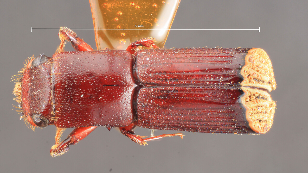 Genus / Species: Trachyostus tomentosus | Image Author: TH Atkinson | Location: Cameroon, Cameroon (country / region) | Image Type: holotype | Collection: Entomology