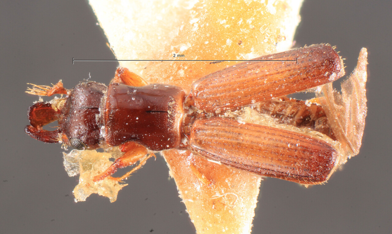 Genus / Species: Diapus truncatus | Image Author: TH Atkinson | Location: China, Taiwan, Arisan | Image Type: paratype | Collection: Entomology