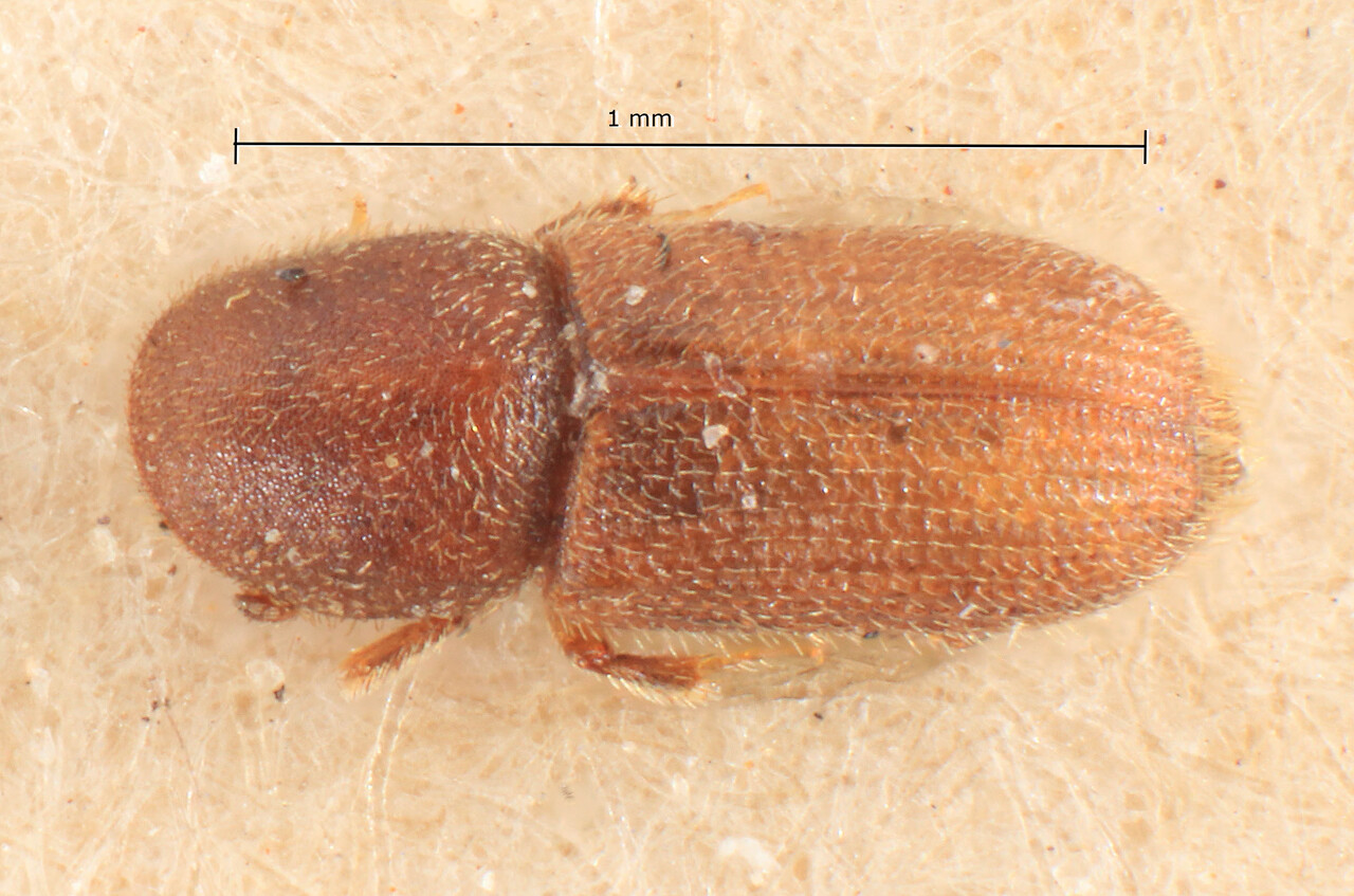 Genus / Species: Crypturgus cinereus | Image Author: TH Atkinson | Location: Bosnia and Herzegovina, Sarajevo | Image Type: lectotype | Collection: Entomology