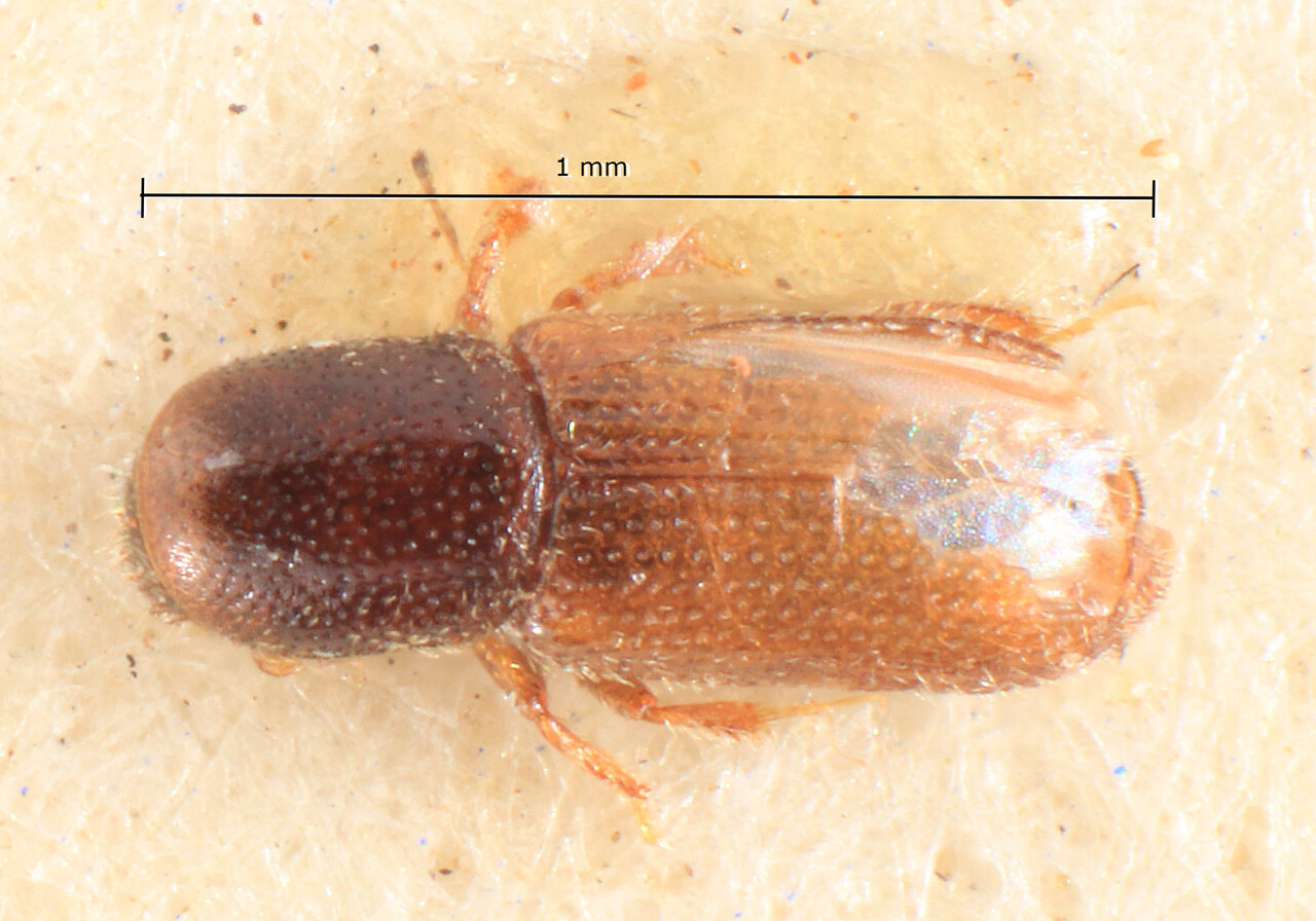 Genus / Species: Crypturgus beesoni | Image Author: TH Atkinson | Location: India, Kashmir | Image Type: lectotype | Collection: Entomology