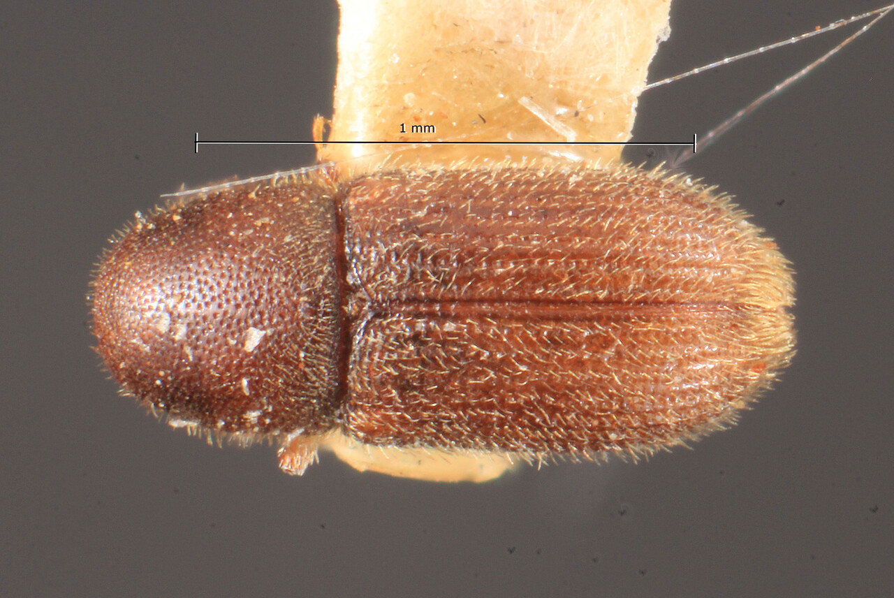 Genus / Species: Crypturgus numidicus | Image Author: TH Atkinson | Location: Bosnia and Herzegovina, Mostar Blato | Image Type: lectotype | Collection: Entomology