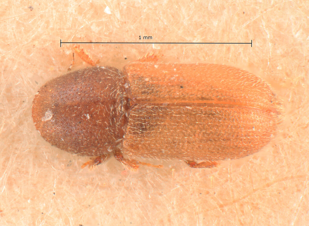 Genus / Species: Crypturgus subcribrosus | Image Author: TH Atkinson | Location: Austria, Steiermark, Bruck | Image Type: lectotype | Collection: Entomology