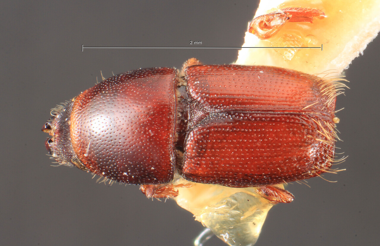 Genus / Species: Scolytus orientalis | Image Author: TH Atkinson | Location: Greece, Macedonia | Image Type: holotype | Collection: Entomology