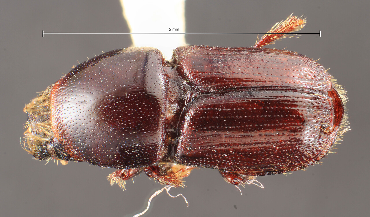 Genus / Species: Scolytus ratzeburgi | Image Author: TH Atkinson | Location: Russia, eastern Siberia, Amur | Image Type: lectotype | Collection: Entomology