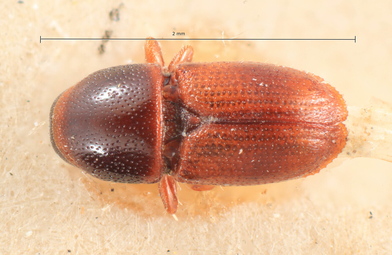 Genus / Species: Scolytus amygdali | Image Author: TH Atkinson | Location: Turkey, Burna | Image Type: lectotype | Collection: Entomology