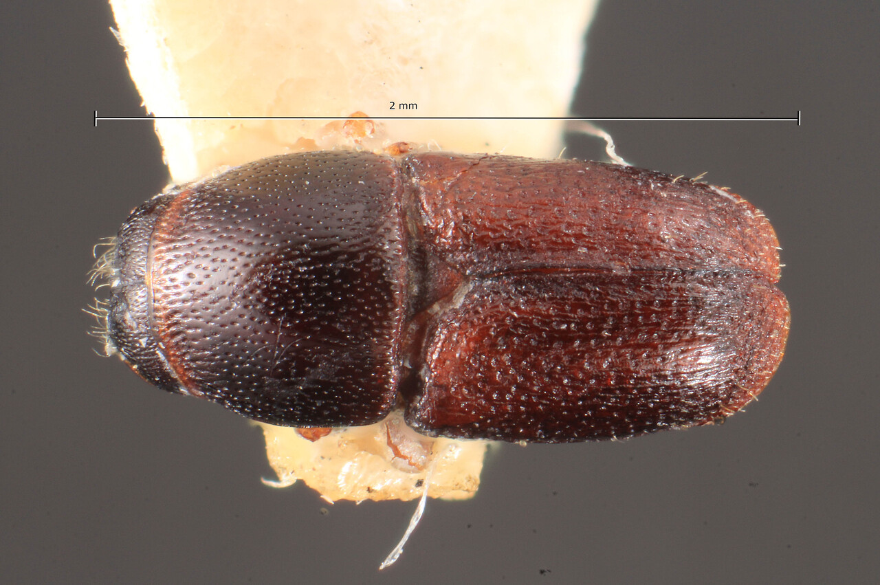 Genus / Species: Scolytus confusus | Image Author: TH Atkinson | Location: Russia, Far East, Vladivostok | Image Type: lectotype | Collection: Entomology