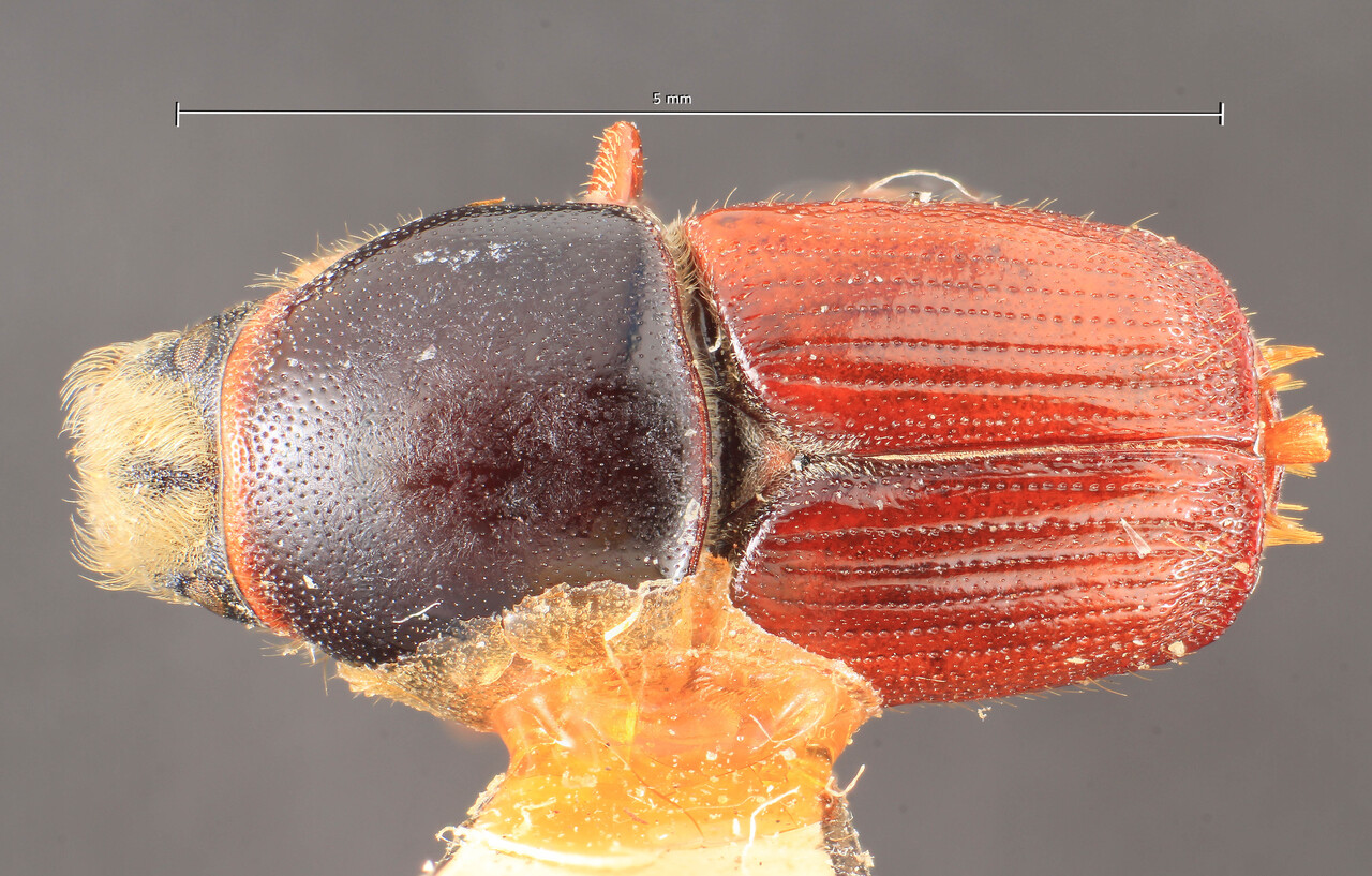 Genus / Species: Scolytus sulcifrons | Image Author: TH Atkinson | Location: Italy, L'Aquila, Cerchio | Image Type: lectotype | Collection: Entomology