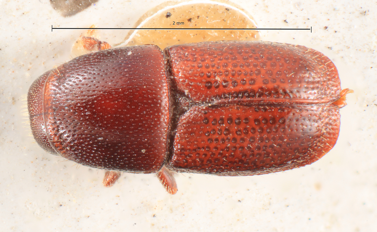 Genus / Species: Scolytus carpini | Image Author: TH Atkinson | Location: France, Lot-et-Garonne, Sos | Image Type: holotype | Collection: Entomology