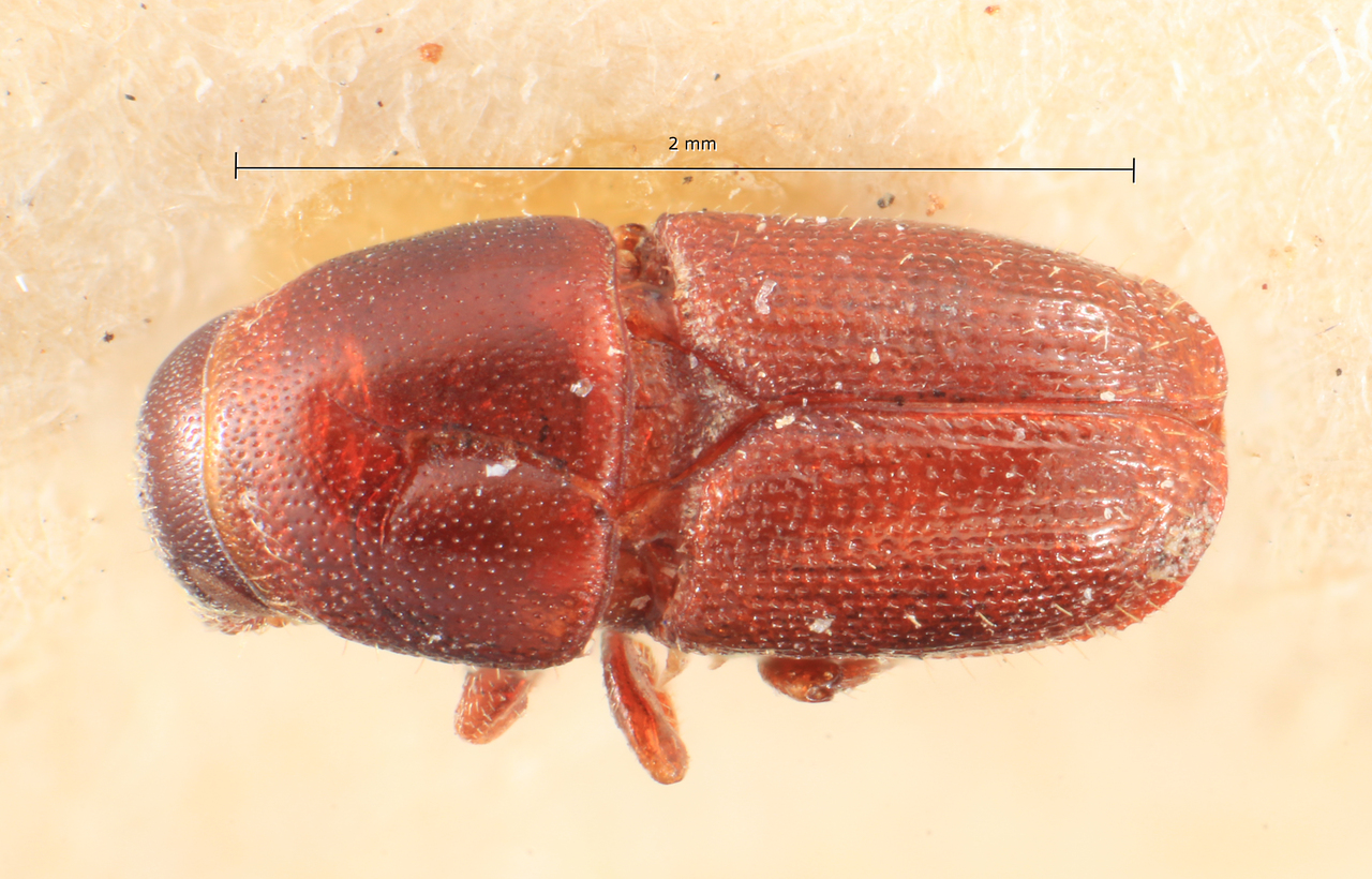 Genus / Species: Scolytus jaroschewskii jaroschewskii | Image Author: TH Atkinson | Location: Ukraine, Crimea | Image Type: lectotype | Collection: Entomology