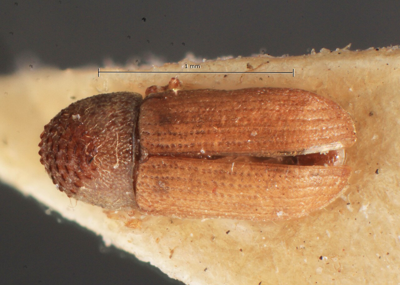 Genus / Species: Cryphalus longus | Image Author: TH Atkinson | Location: Japan, Hokkaido, Tomakomai | Image Type: lectotype | Collection: Entomology