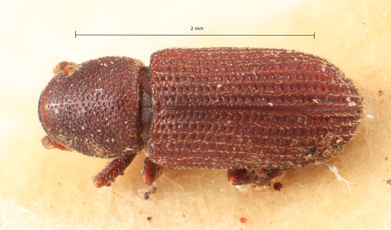 Genus / Species: Hylastes obscurus | Image Author: TH Atkinson | Location: Sweden, Stockholm | Image Type: lectotype | Collection: Entomology