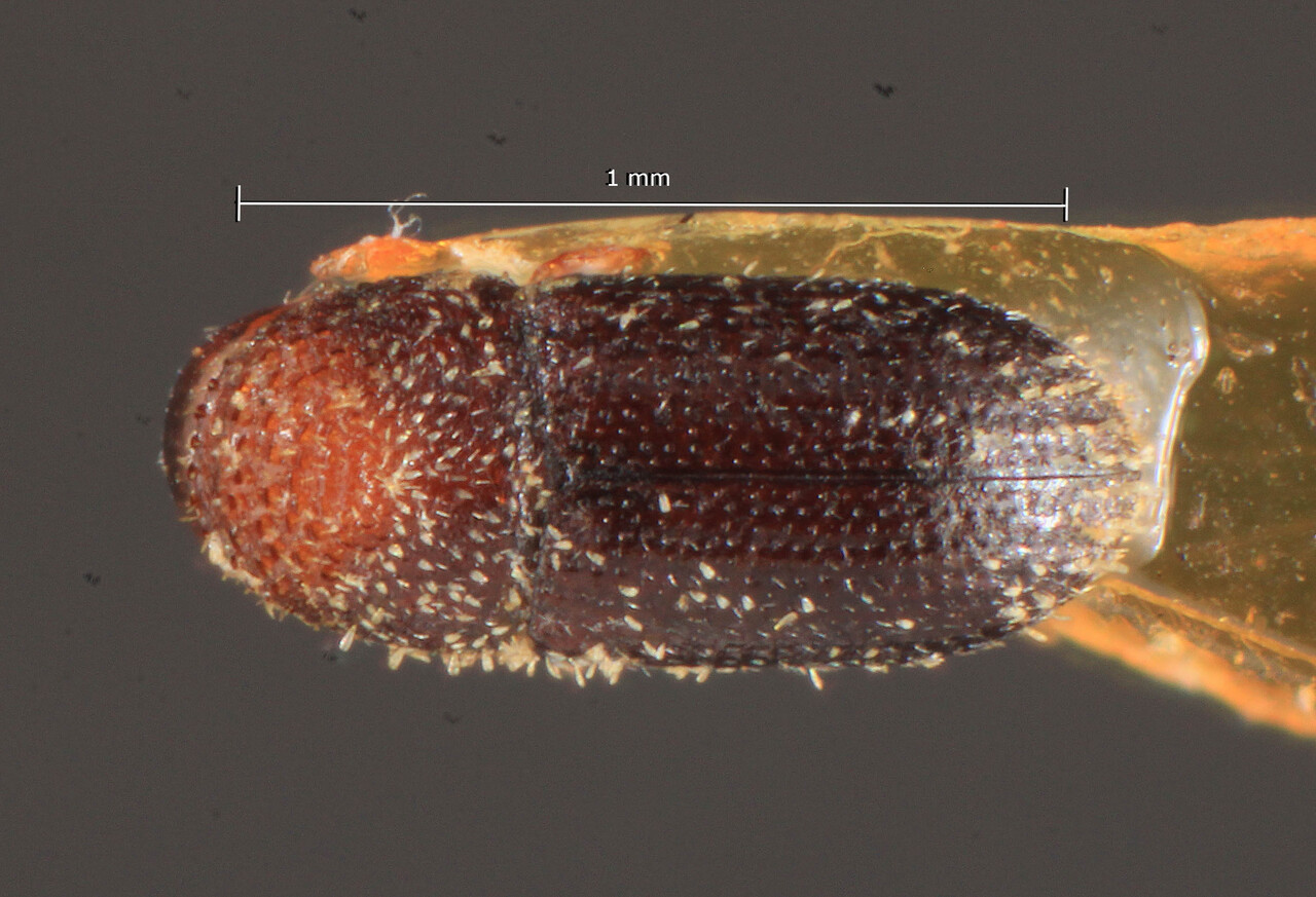 Genus / Species: <i>Hypothenemus eruditus</i> | Image Author: TH Atkinson | Location: Tanzania, Amani | Image Type: lectotype | Collection: Entomology