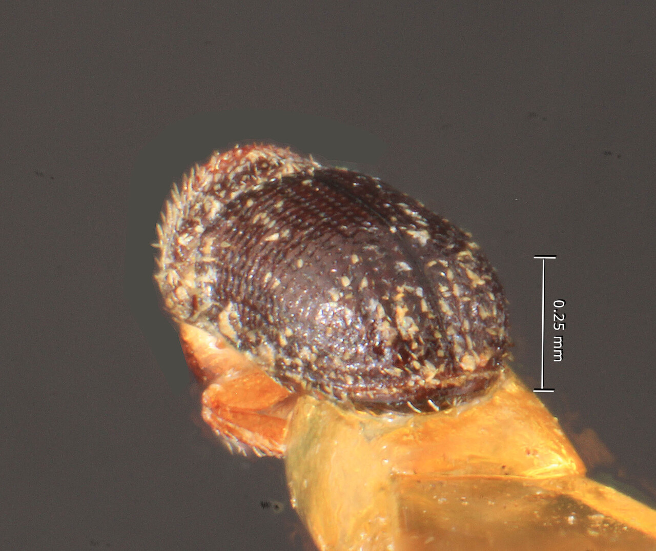 Genus / Species: <i>Hypothenemus eruditus</i> | Image Author: TH Atkinson | Location: Tanzania, Amani | Image Type: lectotype | Collection: Entomology