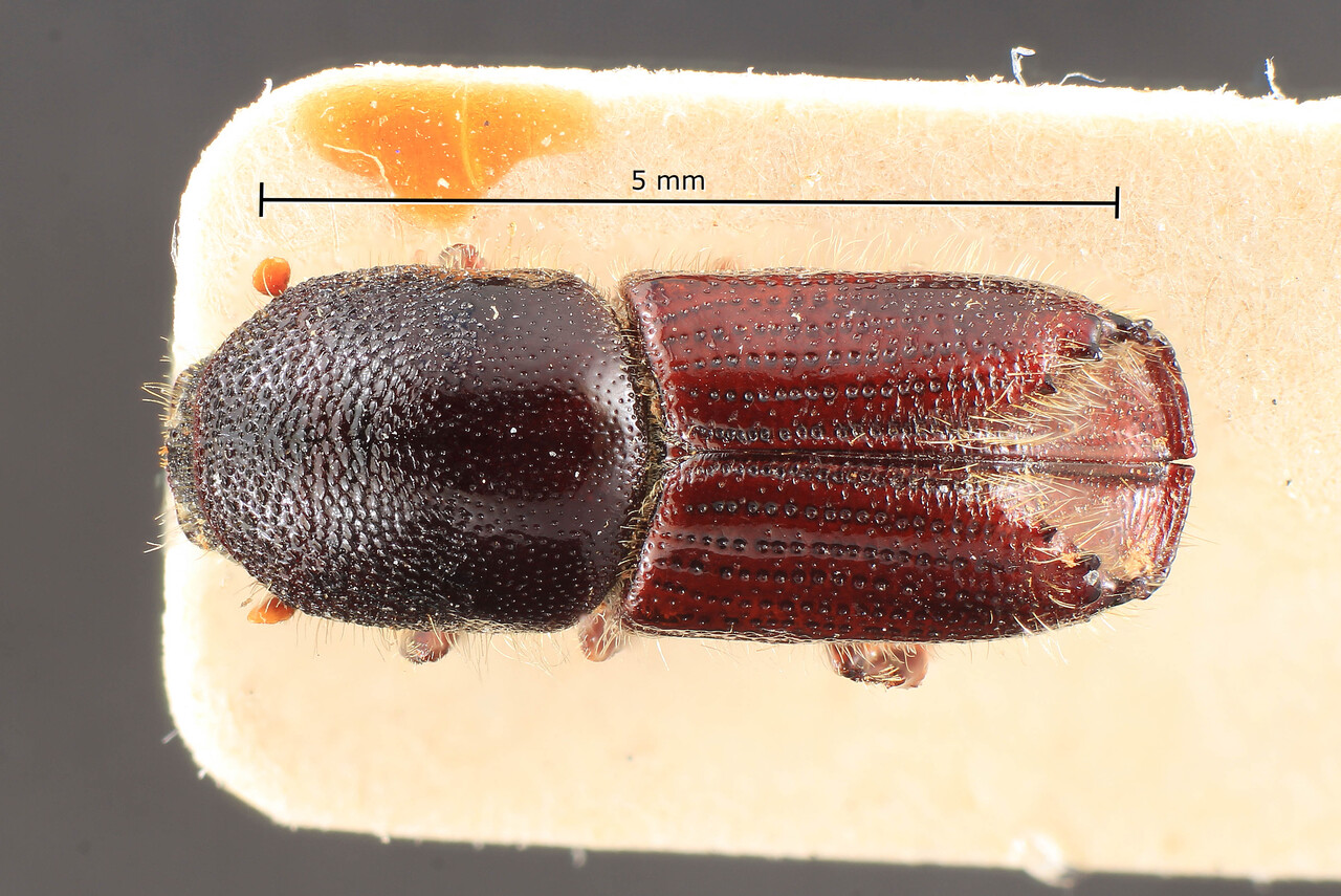 Genus / Species: Ips cembrae | Image Author: TH Atkinson | Location: Russia, East Siberia, Irkutsk | Image Type: lectotype | Collection: Entomology