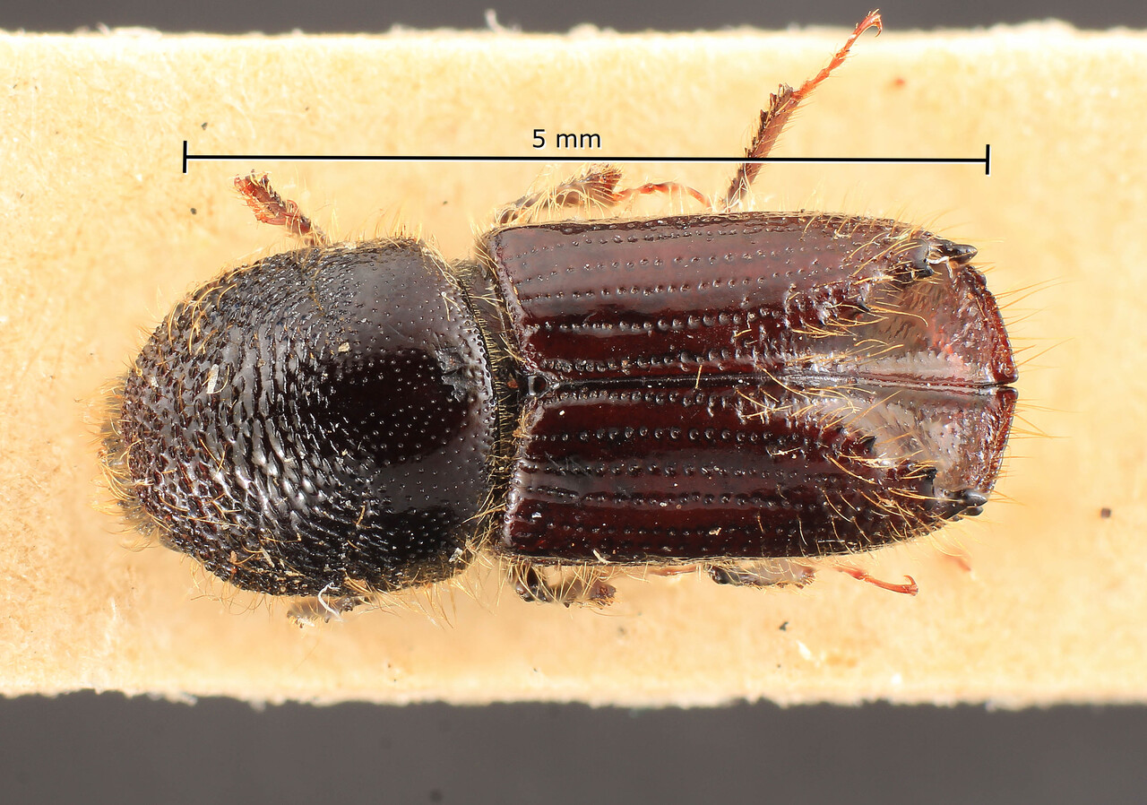 Genus / Species: Ips nitidus | Image Author: TH Atkinson | Location: China, Sichuan, Nitou Tatseinlu | Image Type: holotype | Collection: Entomology