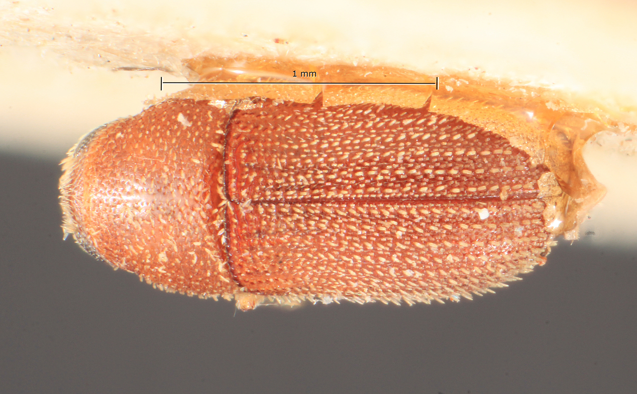 Genus / Species: Polygraphus primus | Image Author: TH Atkinson | Location: Cameroon, Cameroon (country / region) | Image Type: lectotype | Collection: Entomology