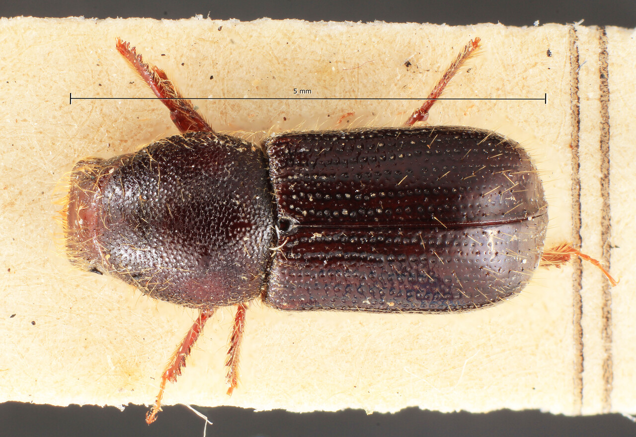 Genus / Species: Dryocoetes hectographus | Image Author: TH Atkinson | Location: China, Sichuan, 'Mukue Tatsienlu' | Image Type: holotype | Collection: Entomology