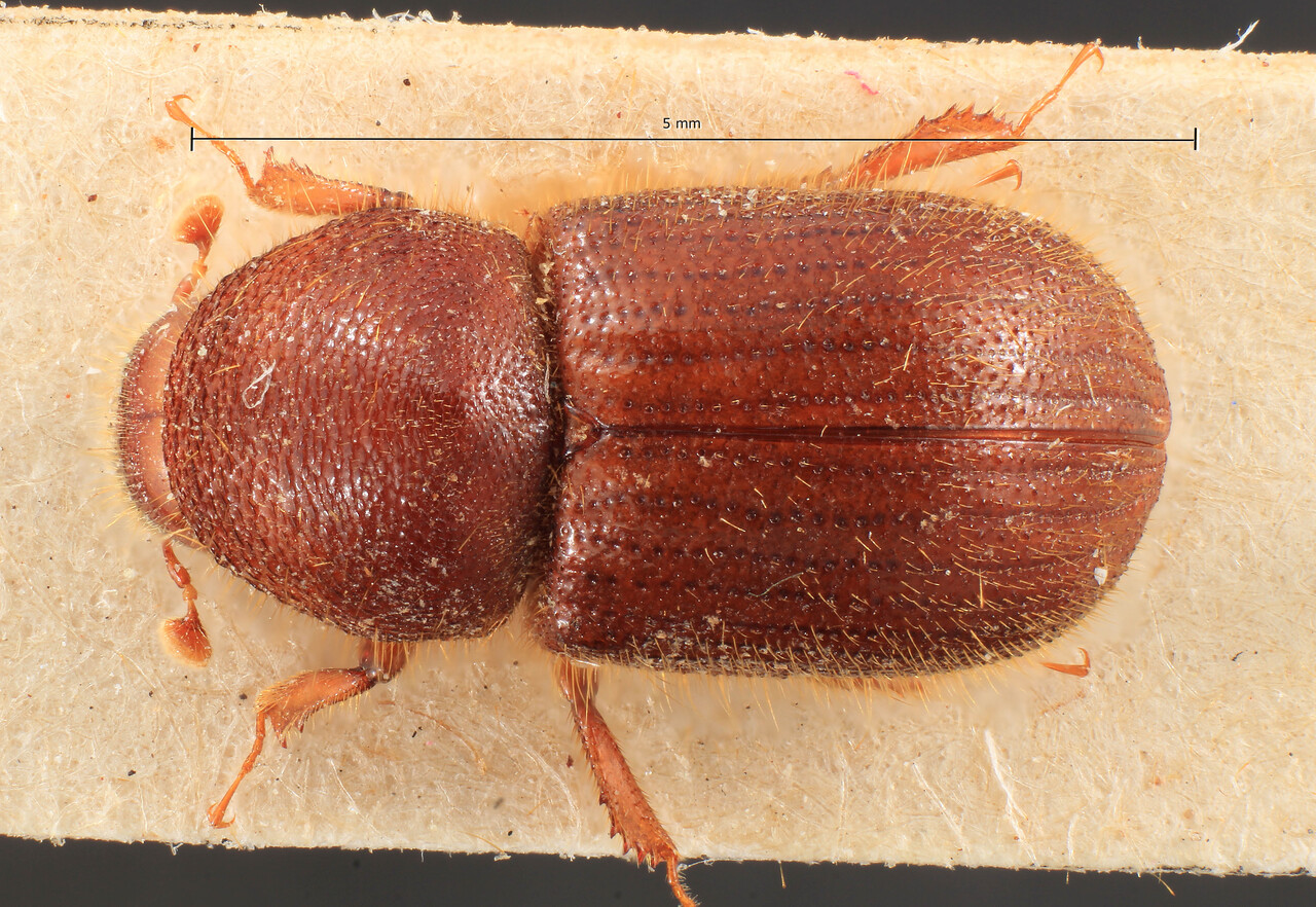 Genus / Species: Ozopemon brevis | Image Author: TH Atkinson | Location: Indonesia, Sumatra, Mentawi, Sipora | Image Type: lectotype | Collection: Entomology