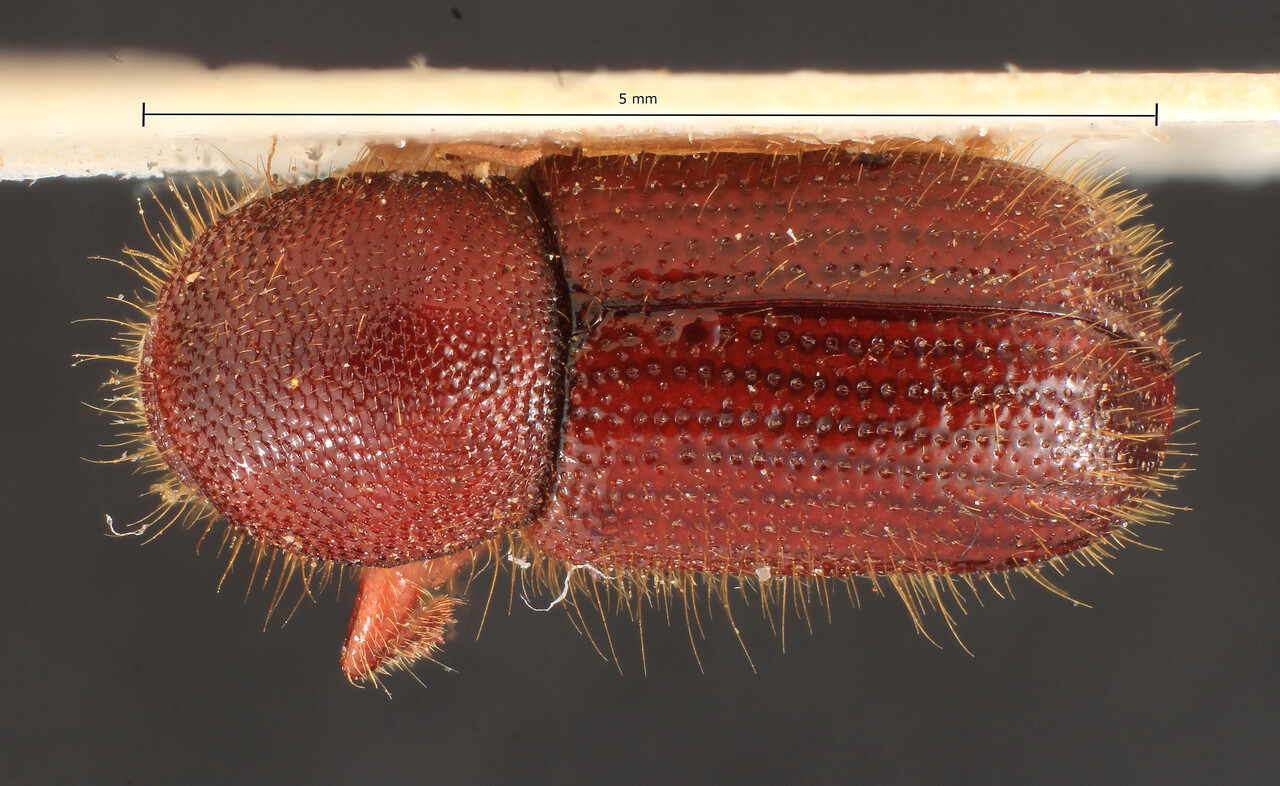 Genus / Species: Ozopemon obanus | Image Author: TH Atkinson | Location: Indonesia, Sumatra, Saban Alam | Image Type: lectotype | Collection: Entomology