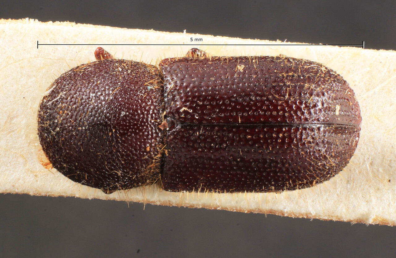 Genus / Species: Ozopemon grossepunctatus | Image Author: TH Atkinson | Location: Malaysia, Sabah, Kina Balu | Image Type: holotype | Collection: Entomology