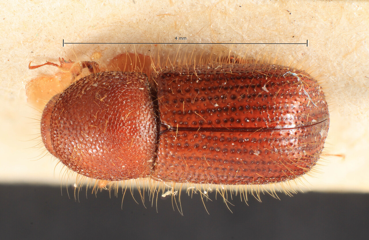 Genus / Species: Ozopemon papuanus | Image Author: TH Atkinson | Location: Papua New Guinea, New Guinea, Paumomu River | Image Type: lectotype | Collection: Entomology