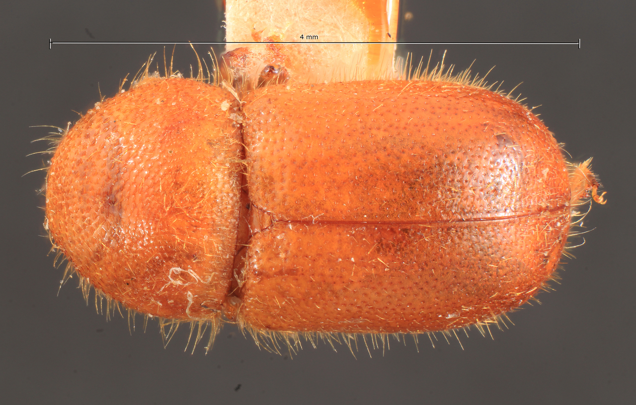 Genus / Species: Ozopemon similis | Image Author: TH Atkinson | Location: Malaysia, Sabah, Sandakan | Image Type: lectotype | Collection: Entomology