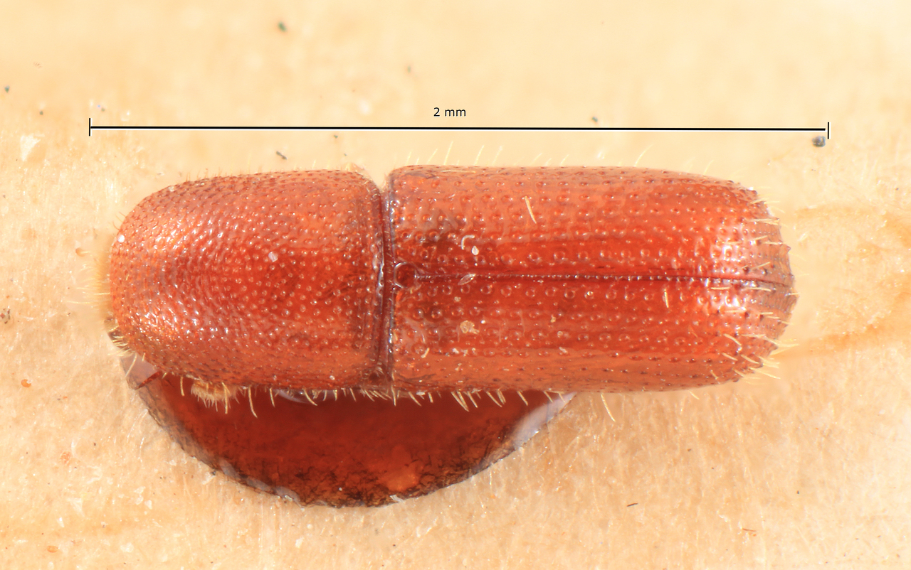 Genus / Species: Cyrtogenius elongatus | Image Author: TH Atkinson | Location: Phillipines, Mindanao, Mindanao, Lanao, Kolambugan | Image Type: lectotype | Collection: Entomology