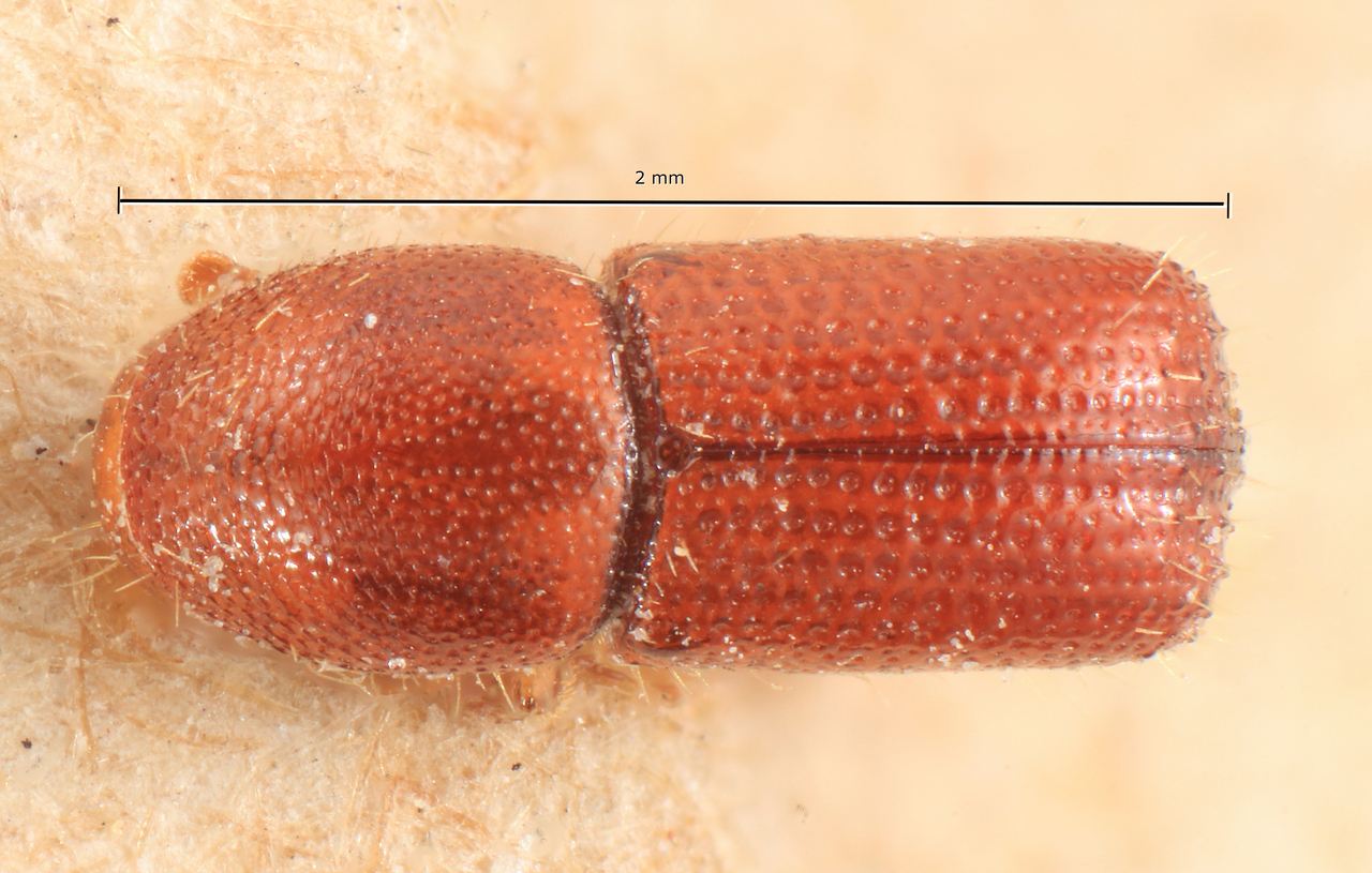 Genus / Species: Cyrtogenius nitidus | Image Author: TH Atkinson | Location: New Guinea, New Guinea (salvatti) | Image Type: lectotype | Collection: Entomology