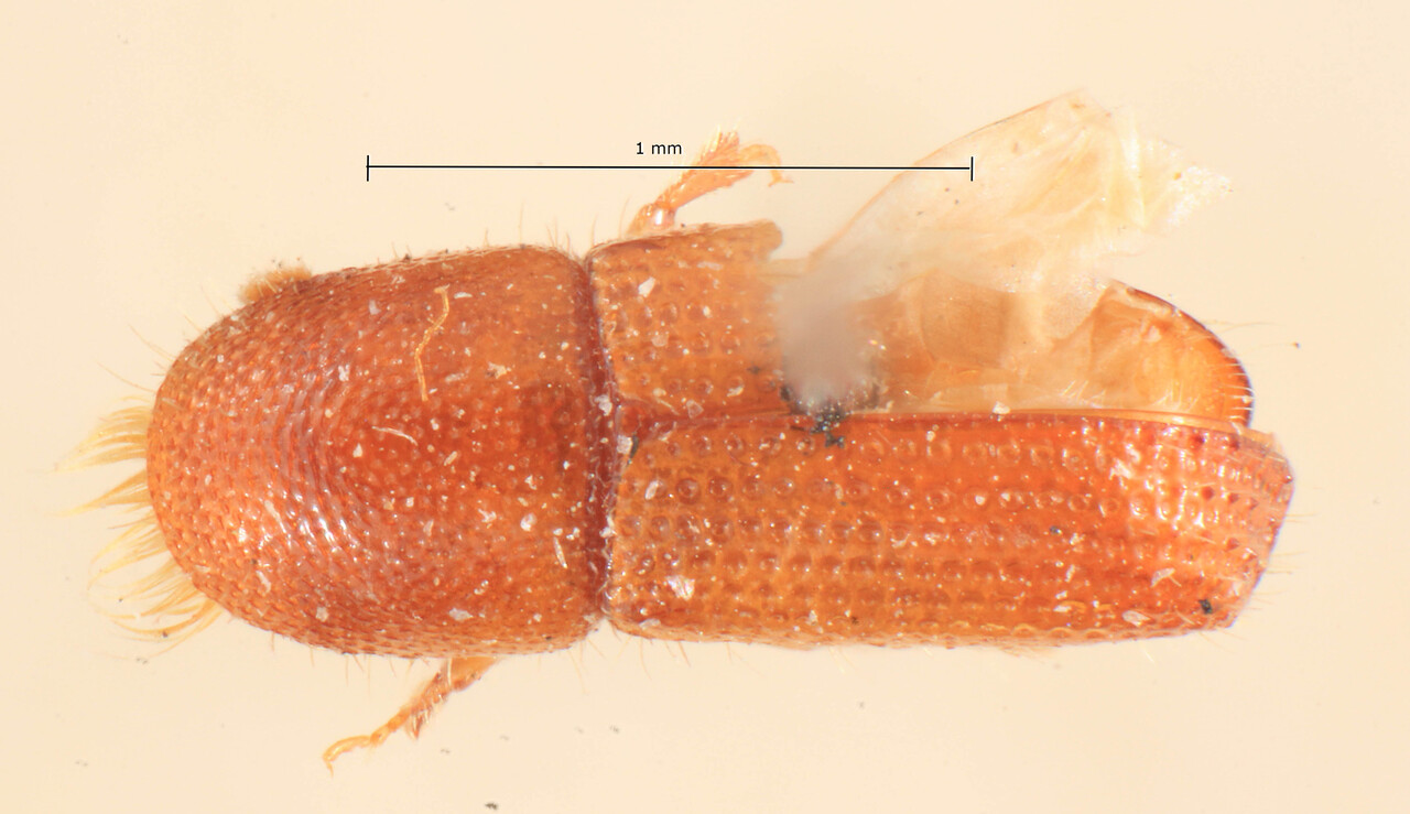 Genus / Species: Cyrtogenius papuae | Image Author: TH Atkinson | Location: Papua New Guinea, Sepik River (Augustafluss) | Image Type: lectotype | Collection: Entomology