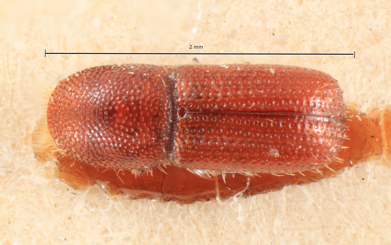 Genus / Species: Cyrtogenius philippinensis | Image Author: TH Atkinson | Location: Phillipines, Cataduanes, Cotanduanes, Albay, Virac | Image Type: lectotype | Collection: Entomology