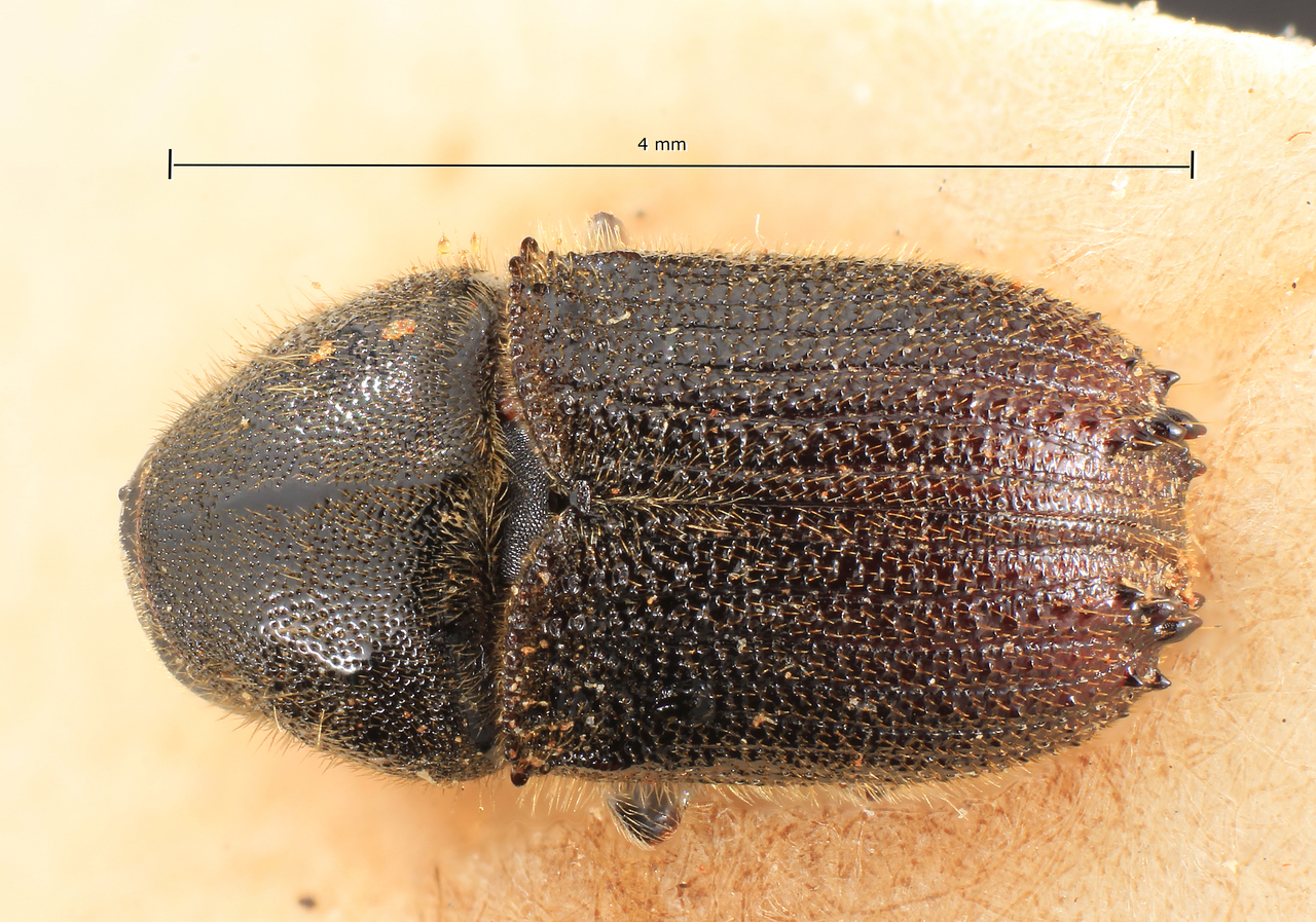 Genus / Species: Phloeosinus armatus | Image Author: TH Atkinson | Location: Turkey, Stamboul | Image Type: lectotype | Collection: Entomology
