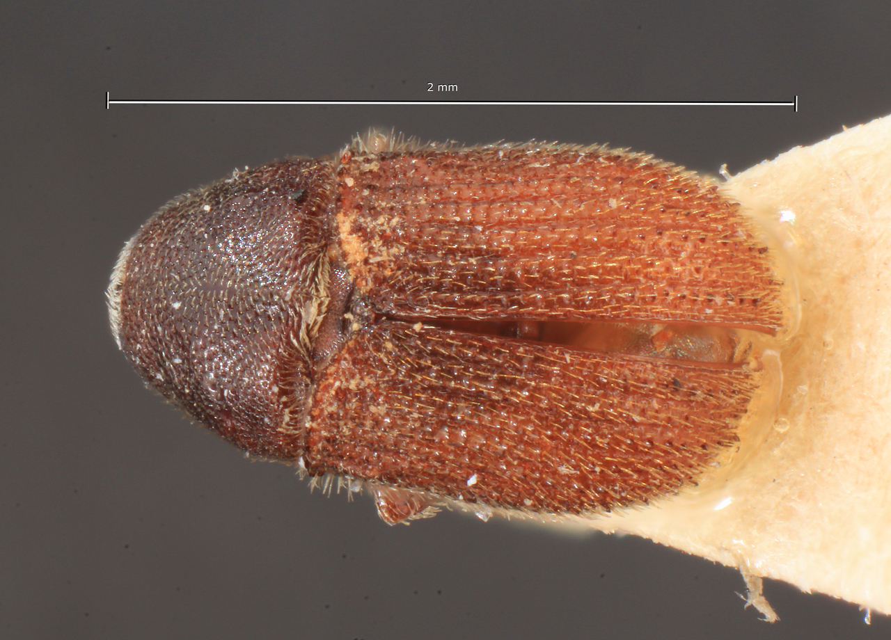 Genus / Species: Phloeosinus aubei | Image Author: TH Atkinson | Location: Bosnia and Herzegovina, Herzegovina | Image Type: lectotype | Collection: Entomology