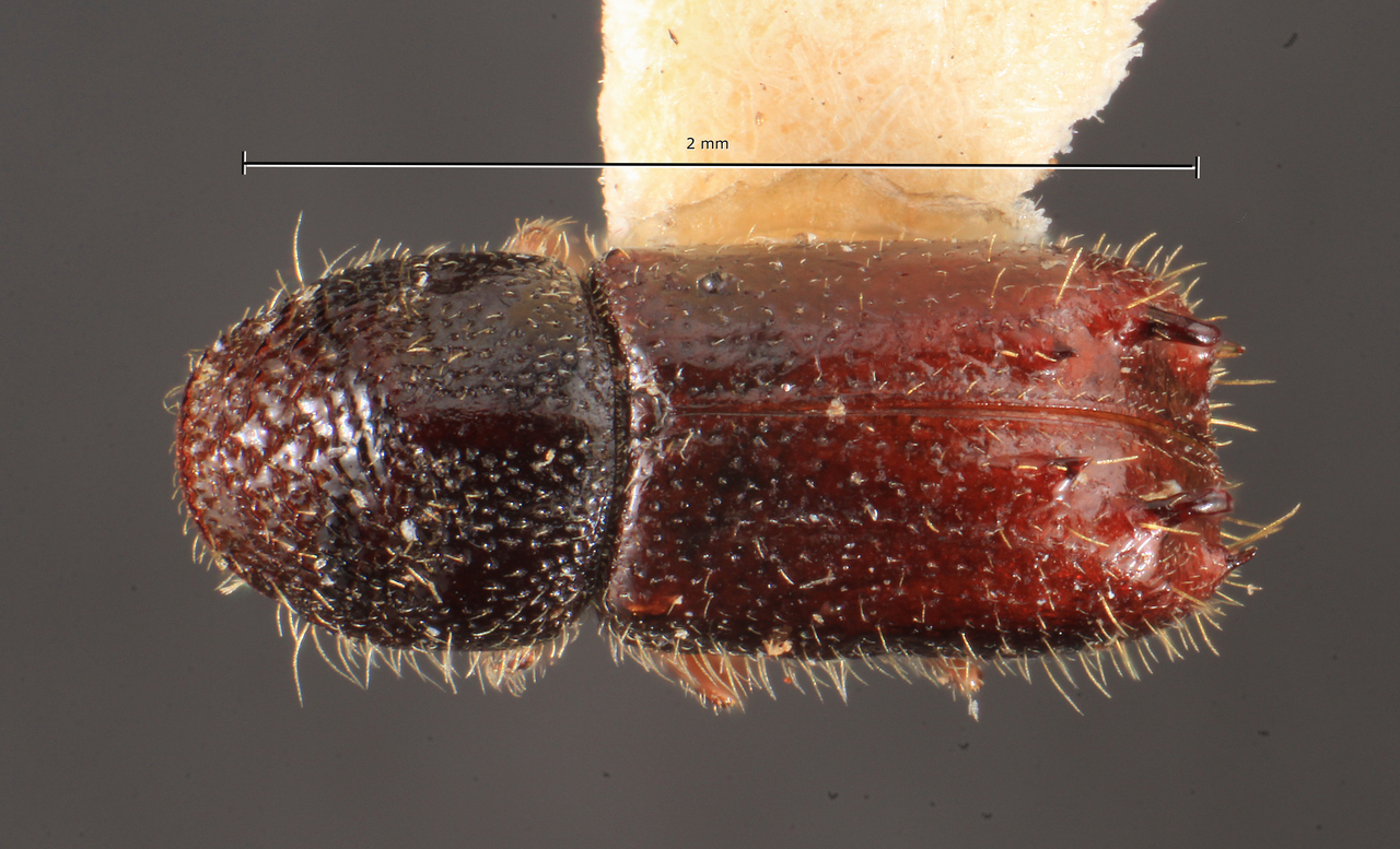 Genus / Species: Pityogenes conjunctus | Image Author: TH Atkinson | Location: Russia, Baikal region | Image Type: lectotype | Collection: Entomology