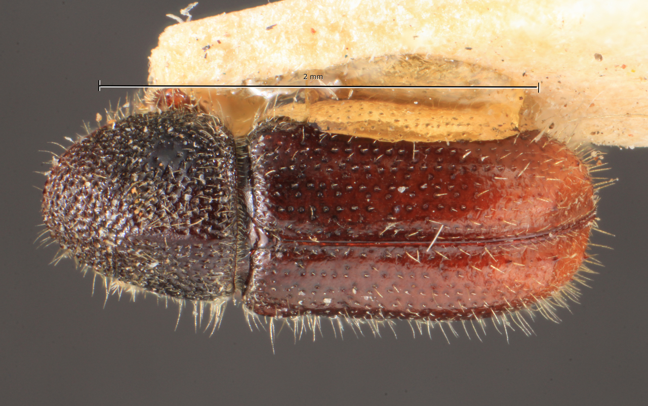 Genus / Species: Pityogenes foveolatus | Image Author: TH Atkinson | Location: Japan, Shinano, Ontake | Image Type: lectotype | Collection: Entomology